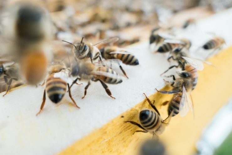 França proíbe uso de agrotóxicos associados à morte das abelhas