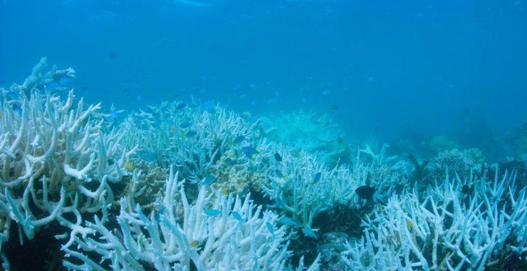 'Ao impactar em processos naturais que armazenam carbono, a mineração em águas profundas pode até piorar a mudança climática ao liberar carbono armazenado em sedimentos do fundo do mar', relata o estudo do Greenpeace.