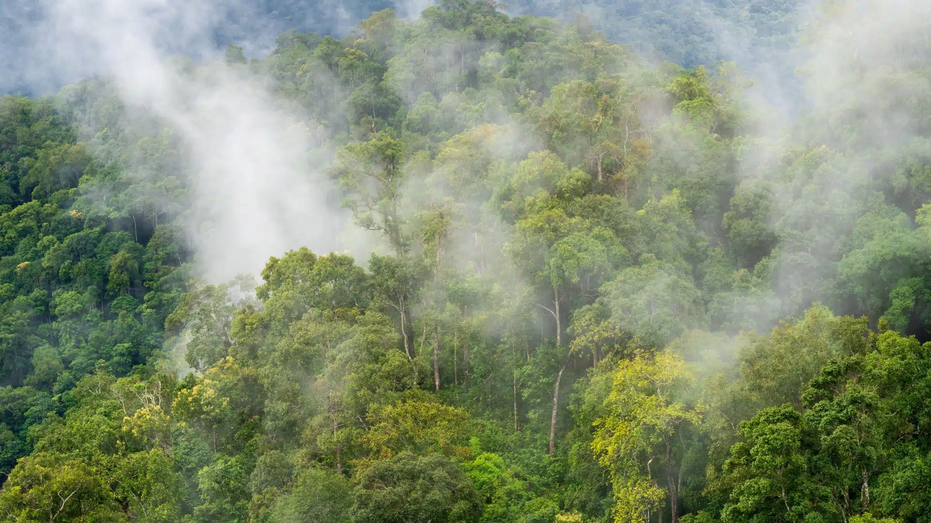 Créditos de carbono para redução de emissões
