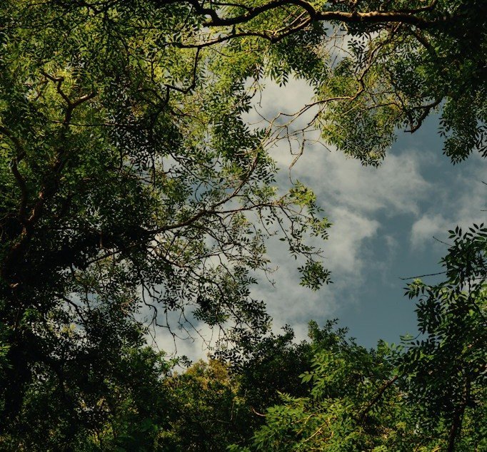 Vista de baixo para cima de copas de árvores contra o céu com nuvens